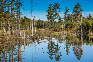 Sunny landscape of Swedish lake and nature reserve during sunrise surrounded with pine forests and dead trees lying in the water against blue sky and reflection on water surface