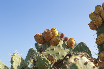 Fruits of Prickly pear cactus with fruits also known as Opuntia