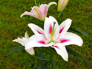 lily flowers on a background of green lawn. bouquet
