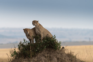 Cheetah on hill