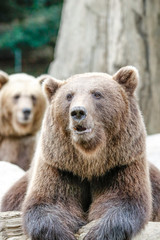 Obraz premium Ours brun