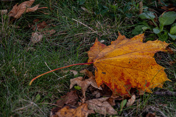  red autumn maple leaves lying among green grass in the park in close-up