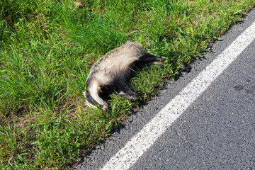 Toter Dachs am Straßenrand
