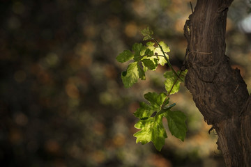 Grape leaf in spring afternoon
