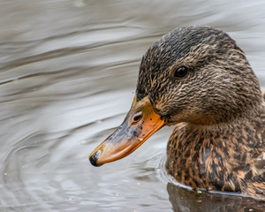 duck in water