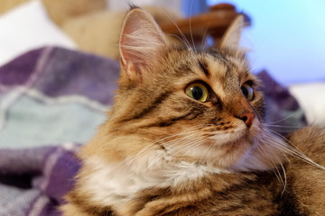 British breed Cat Gold Chinchilla color Sitting