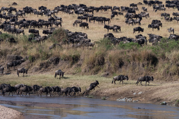 Obraz premium Wildebeest migration