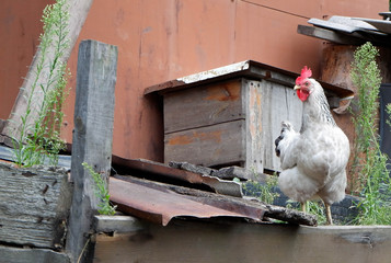 chicken in the yard pecking crumbs of bread.