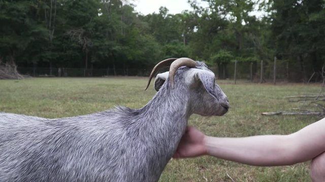 Closeup View of person petting Nubian Goat