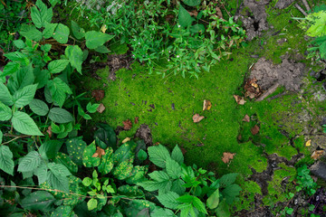 Obraz premium Forest ground green nature texture