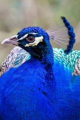 Peacock in Profile Closeup
