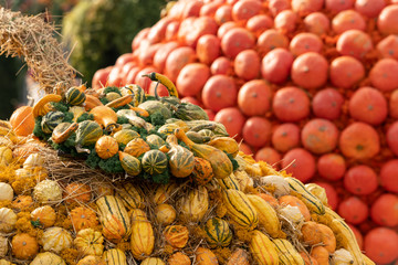 Fototapeta premium a group of miniature pumpkins shot from above