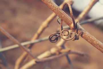 strange twisted shape of a climbing plant growing on a fence in close-up