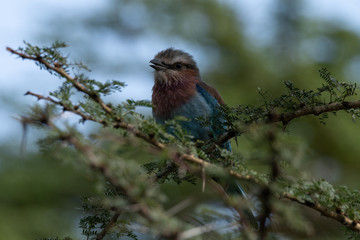 Beautiful colorful bird