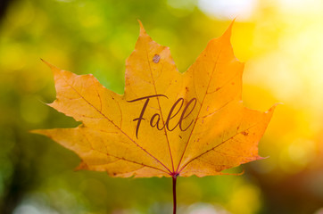 Fototapeta na wymiar Fall. Autumn nature card. Yellow leaf on the bright sunshine.