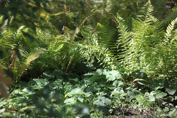 Fern beautiful bushes in the forest, lit by the sun. Forest nature