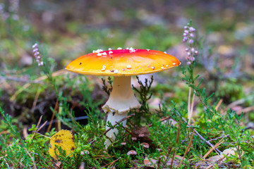 Fliegenpilz steht neben Moos und Heidekraut im Wald