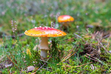 Fliegenpilz steht neben Moos und Heidekraut im Wald