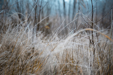 blurry picture of frozen grass