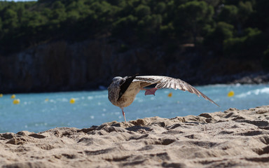 Möwe, lustig und akrobatisch auf nur einem Bein am Strand der Costa Brava.