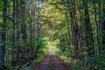 Fall colors in a deciduous forest with a country road in a portal