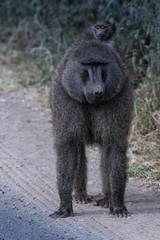 Close up babboon
