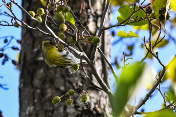 Siskin feeding alder tree cones
