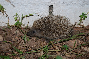 Small Hedgehog at Night in Garden