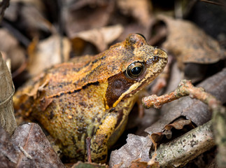 Macro shot of a frog
