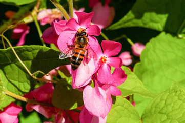 Small depth of field detail macro shot of blooming Antigonon leptopus