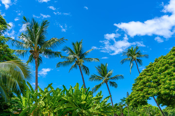 Fototapeta na wymiar Hawaiian palm trees with tropical trees and plants