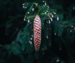Macro shot of a pine cone