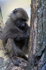 Baboon in tree
