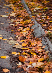 Autumn sidewalk in fallen leaves. Fall