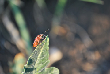 Red dolycoris baccarum (sloe bug) on blurry texture of green leaves, soft  bokeh backgroundRed...