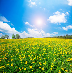 Fototapeta premium Yellow flowers hill under blue cloudy sky