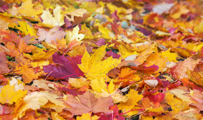 Fallen leaves in autumn park