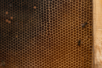 closeup of bees on honeycomb in apiary - selective focus, copy space