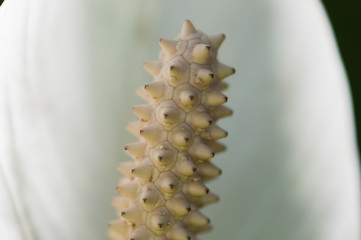 Small depth of field detail macro shot of 