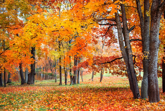 Beautiful autumn maples in park