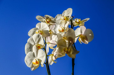Orchidee