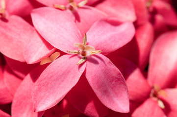 Small depth of field detail macro shot of a pink ixora flower