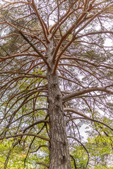 Fototapeta premium Grans arbre