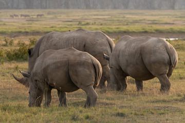 Obraz premium Rhinos