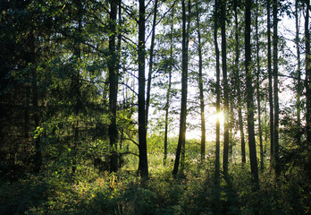 Sun setting behind the trees