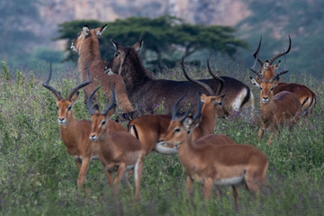 Naklejka na ściany i meble Antelopes and gazelle
