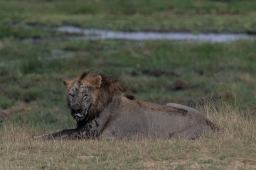 Old lion