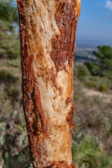 Un pin sans écorce