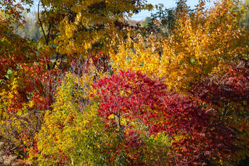 Colorful beautiful maple leaves in autumn, St-Bruno, Quebec, Canada