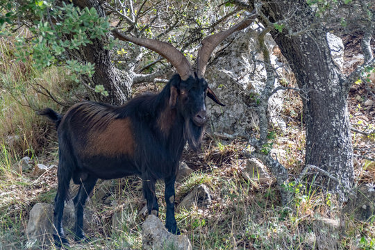 Un bouc avec de grandes cornes